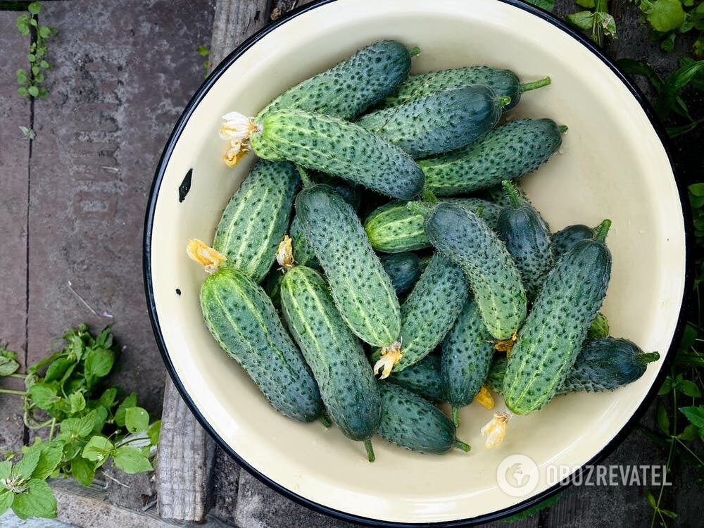 Cucumbers for canning