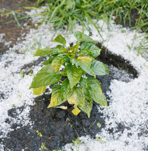 How to save plants in the garden after hail and thunderstorms: tips
