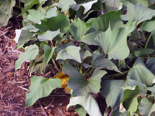 Rośnie nie tylko w tropikach: jak sadzić słodkie ziemniaki w domu