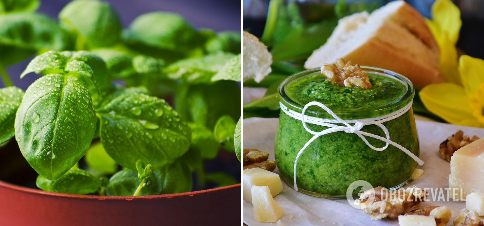 How to make parsley pesto sauce: perfect for pasta or soups