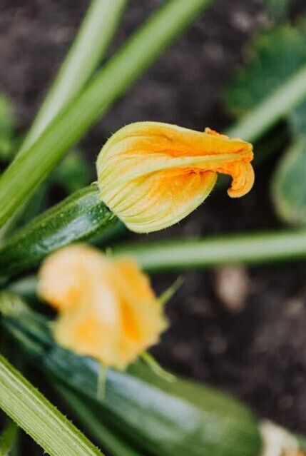 Zucchini inflorescences in batter