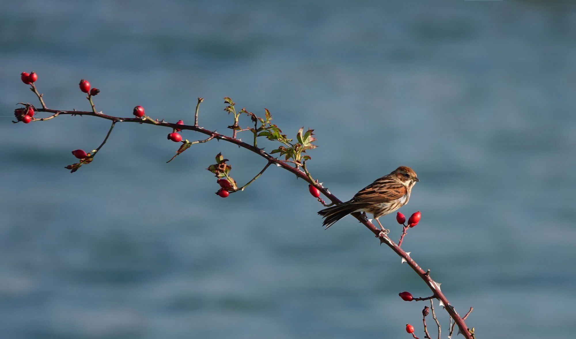 How to protect cherries and sweet cherries from birds: effective methods