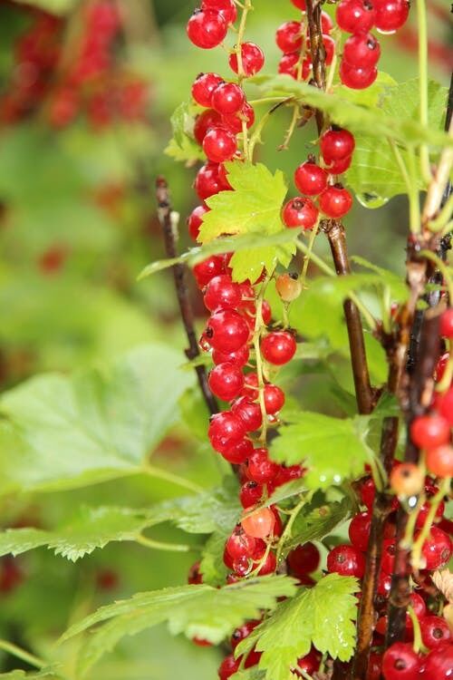 Recipes with red currants