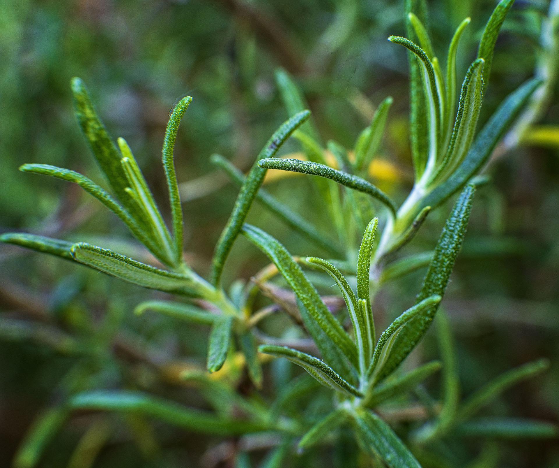 Rosemary for jam