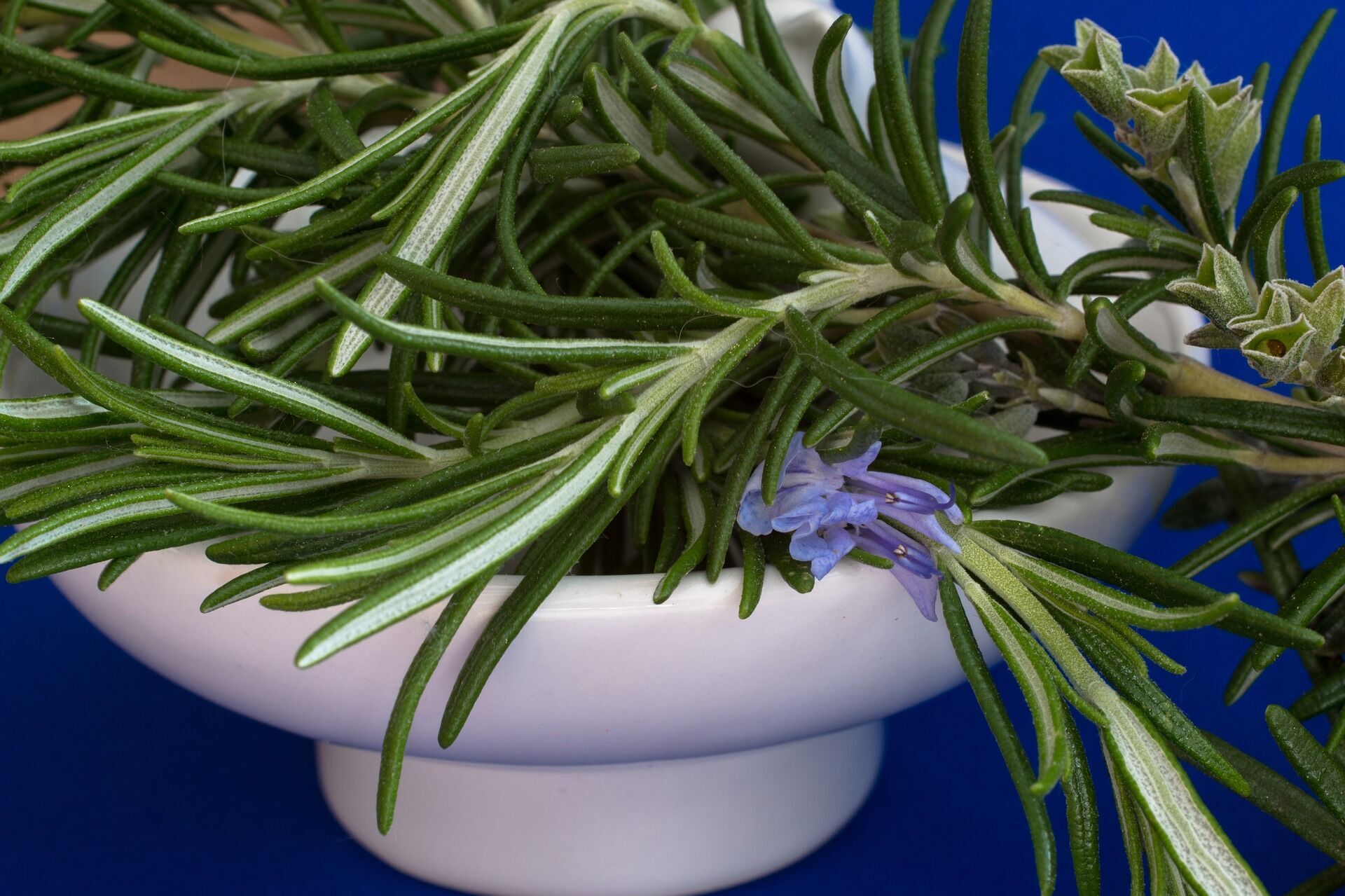 Fresh rosemary