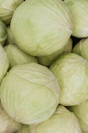 White cabbage