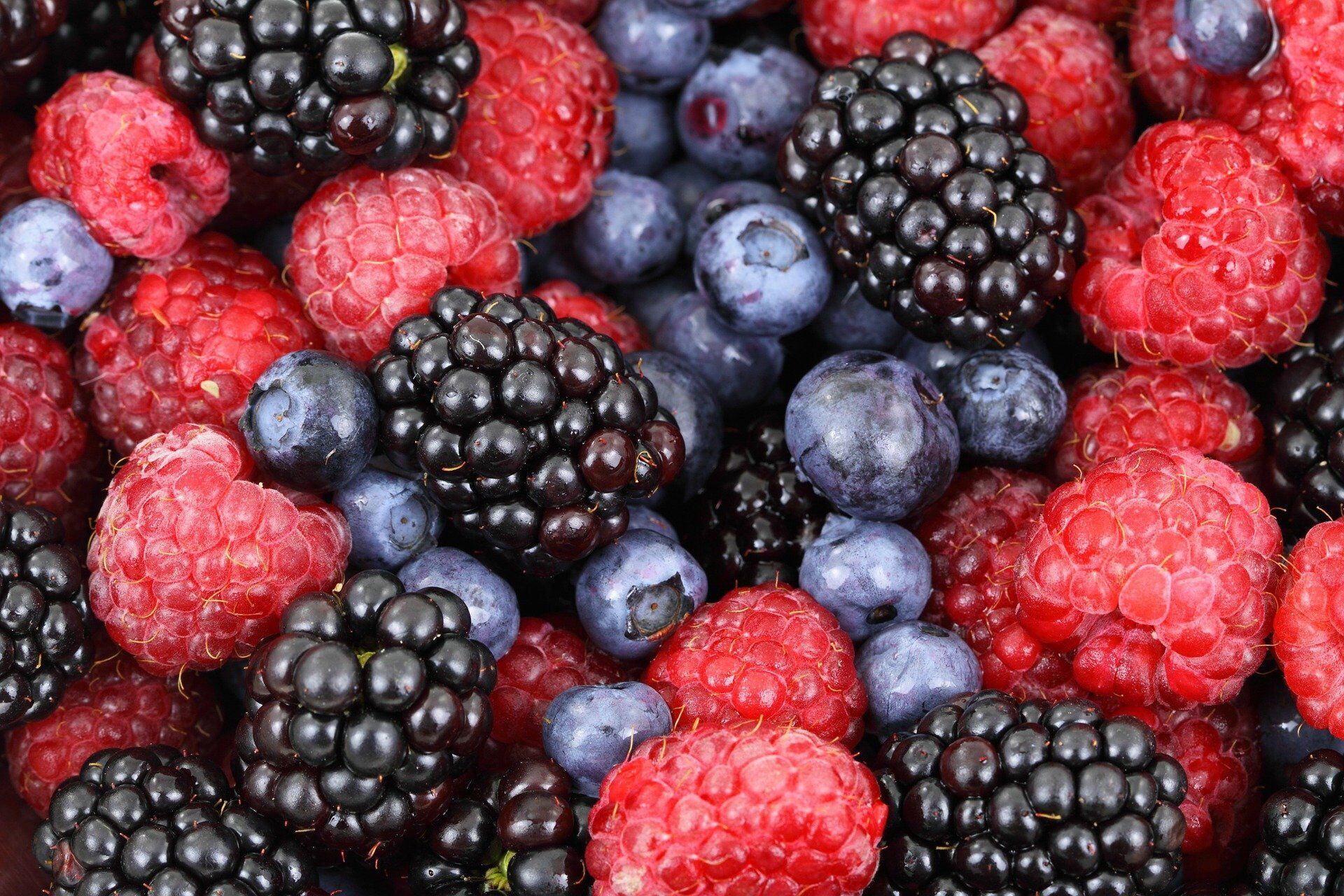 Berries for freeze-drying
