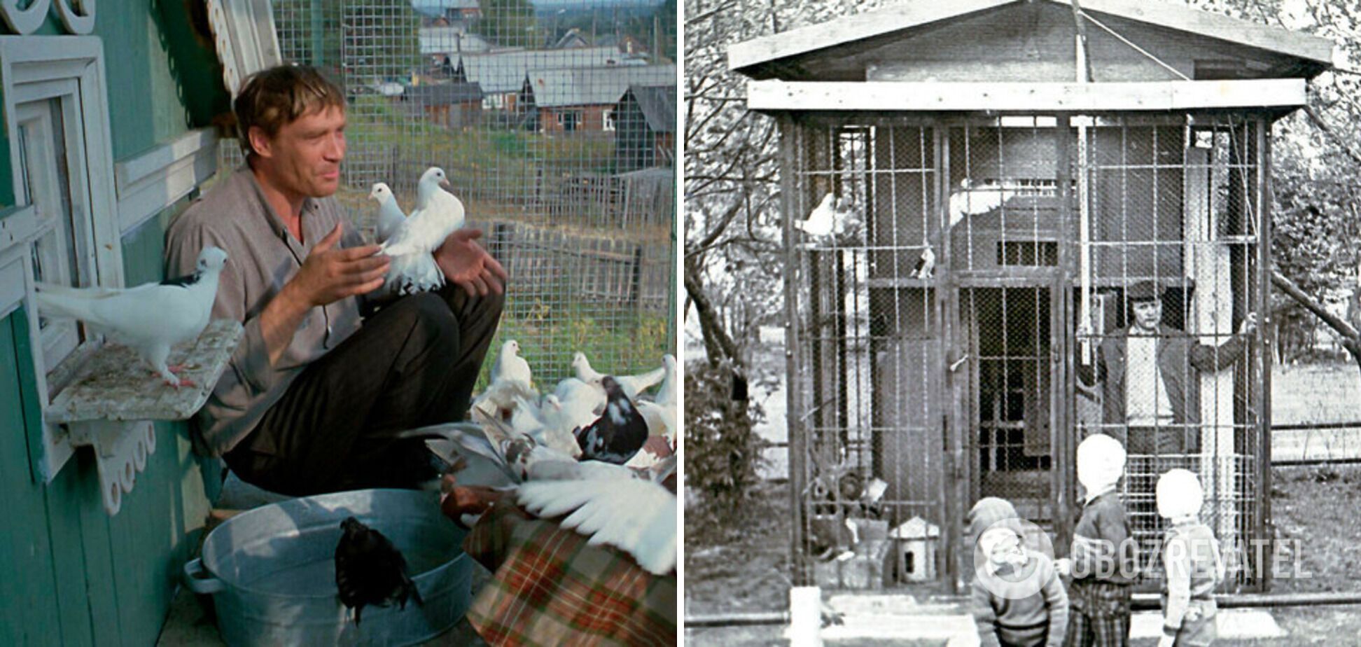 They were in almost every yard: why pigeons were massively bred in the USSR