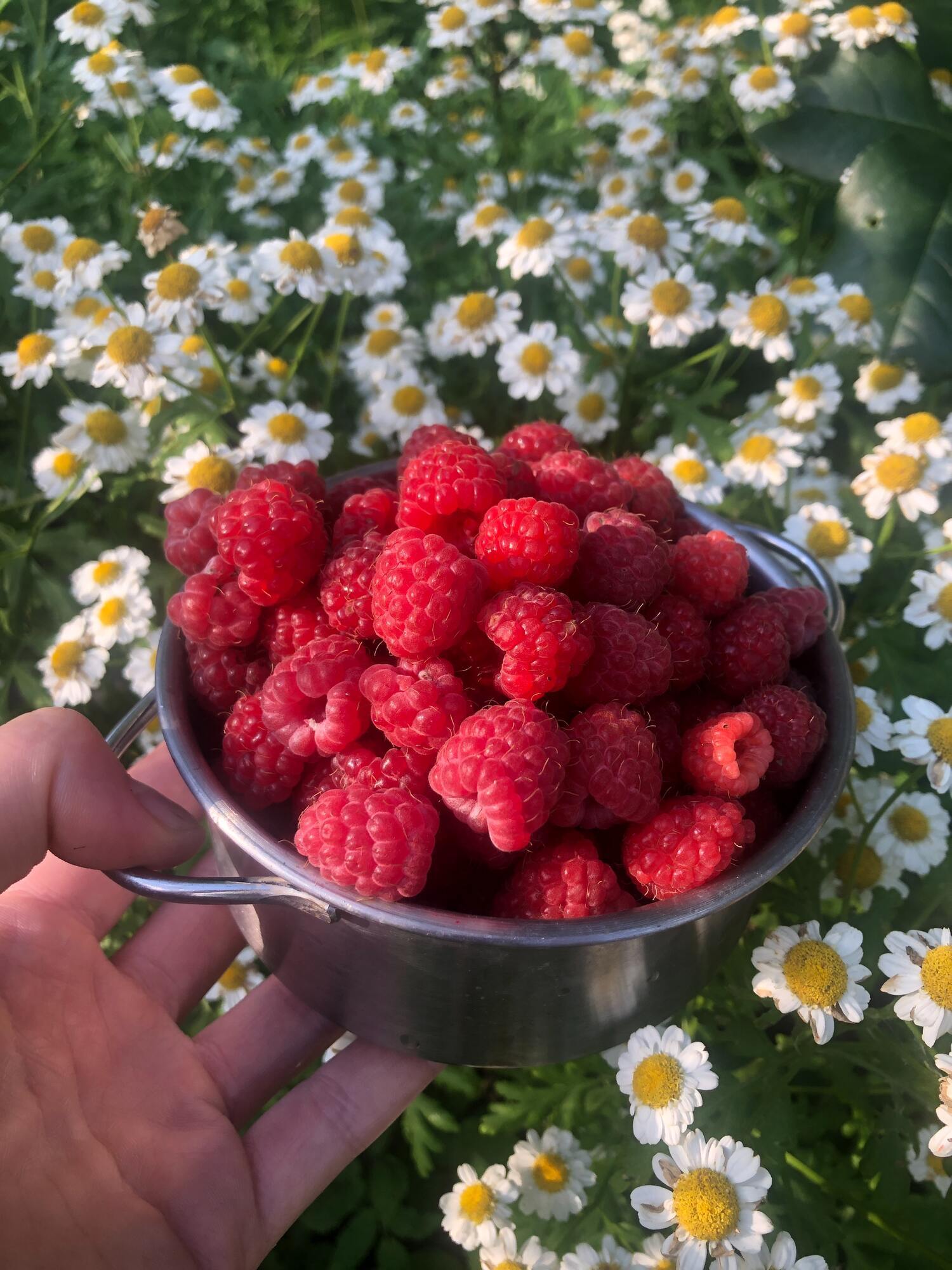 Ripe raspberries for drying