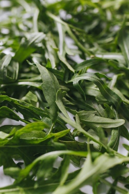 Arugula for salad