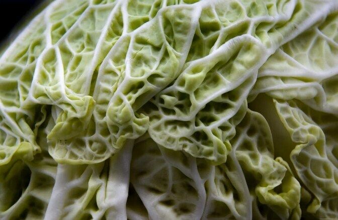 Cabbage for the dish