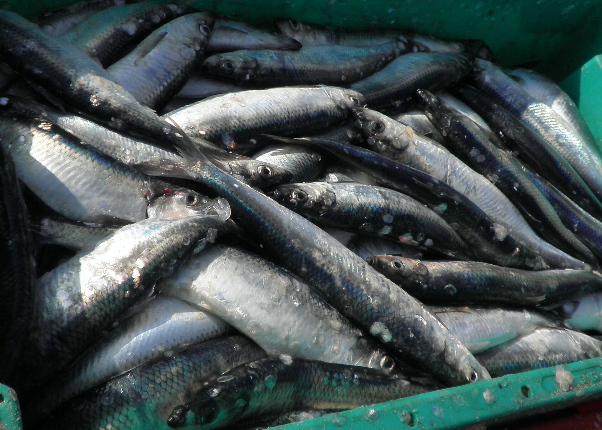 Fresh herring