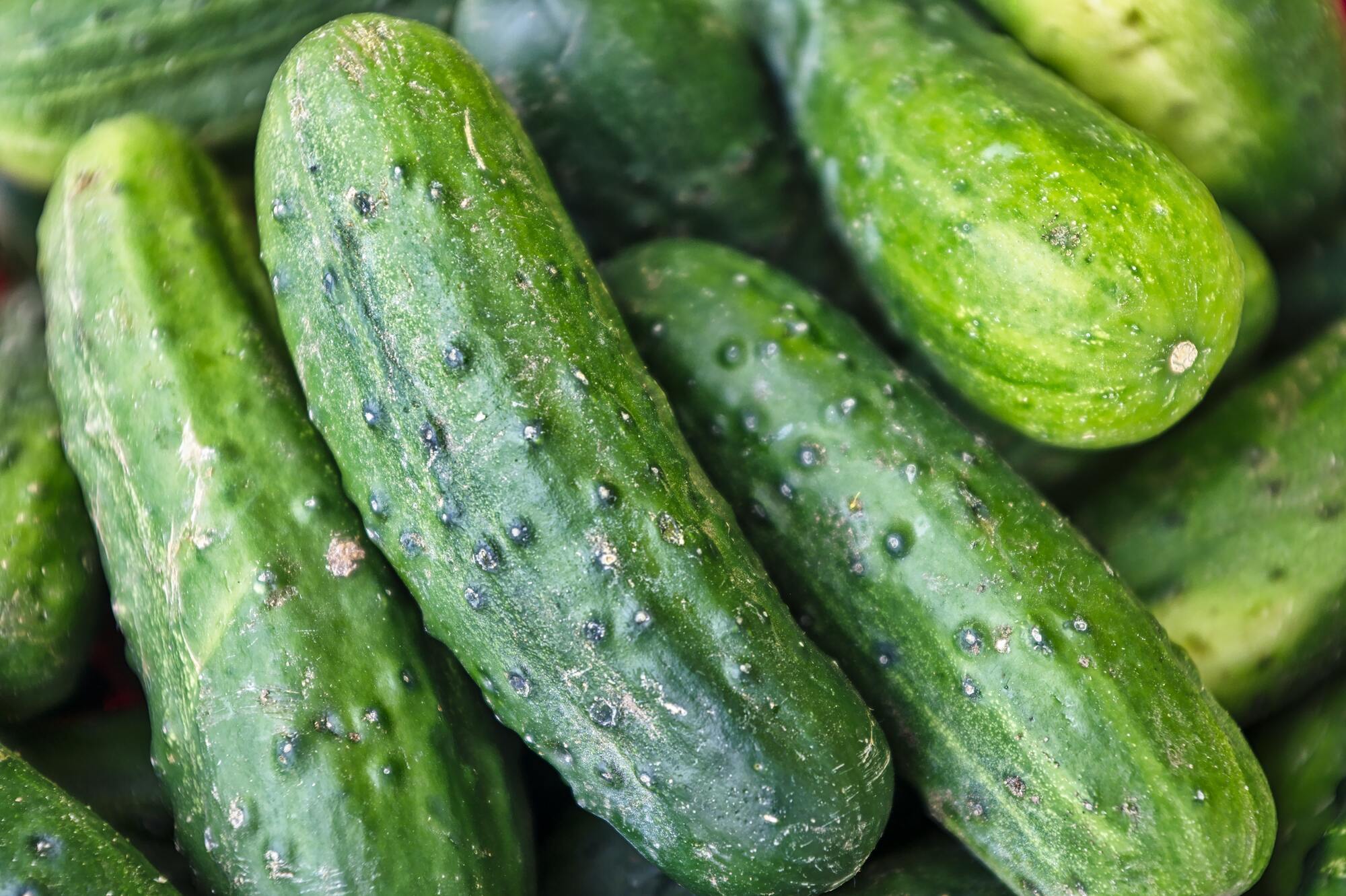 Fresh cucumbers for the salad