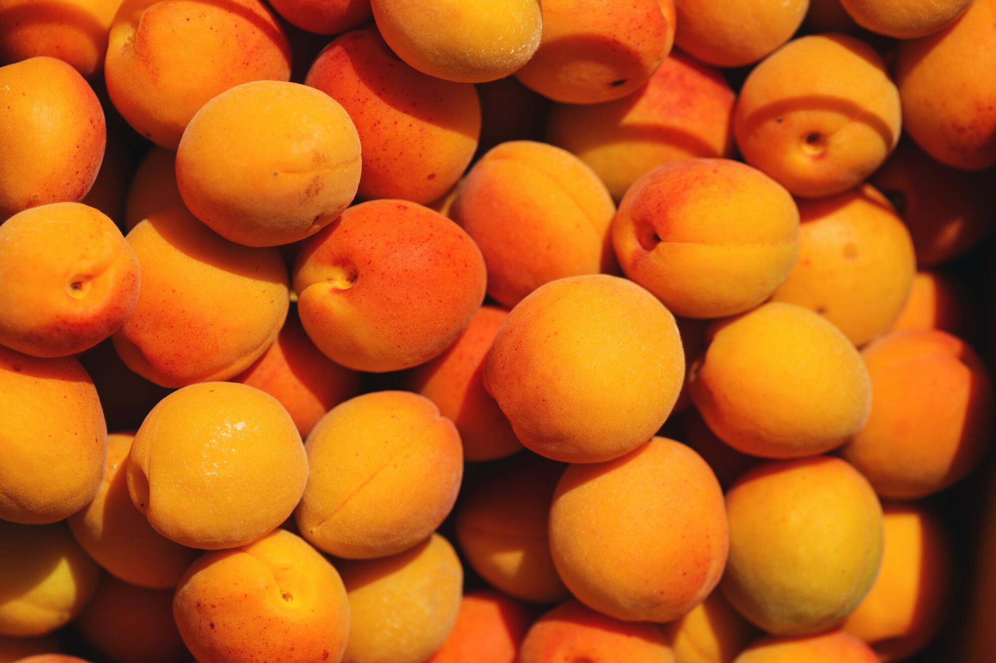 Ripe apricots