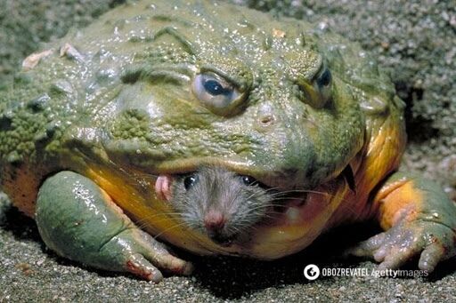Niebezpieczna żaba byk
