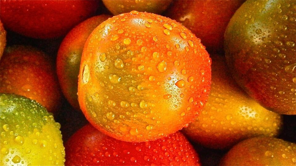 Tomatoes for salad preparation