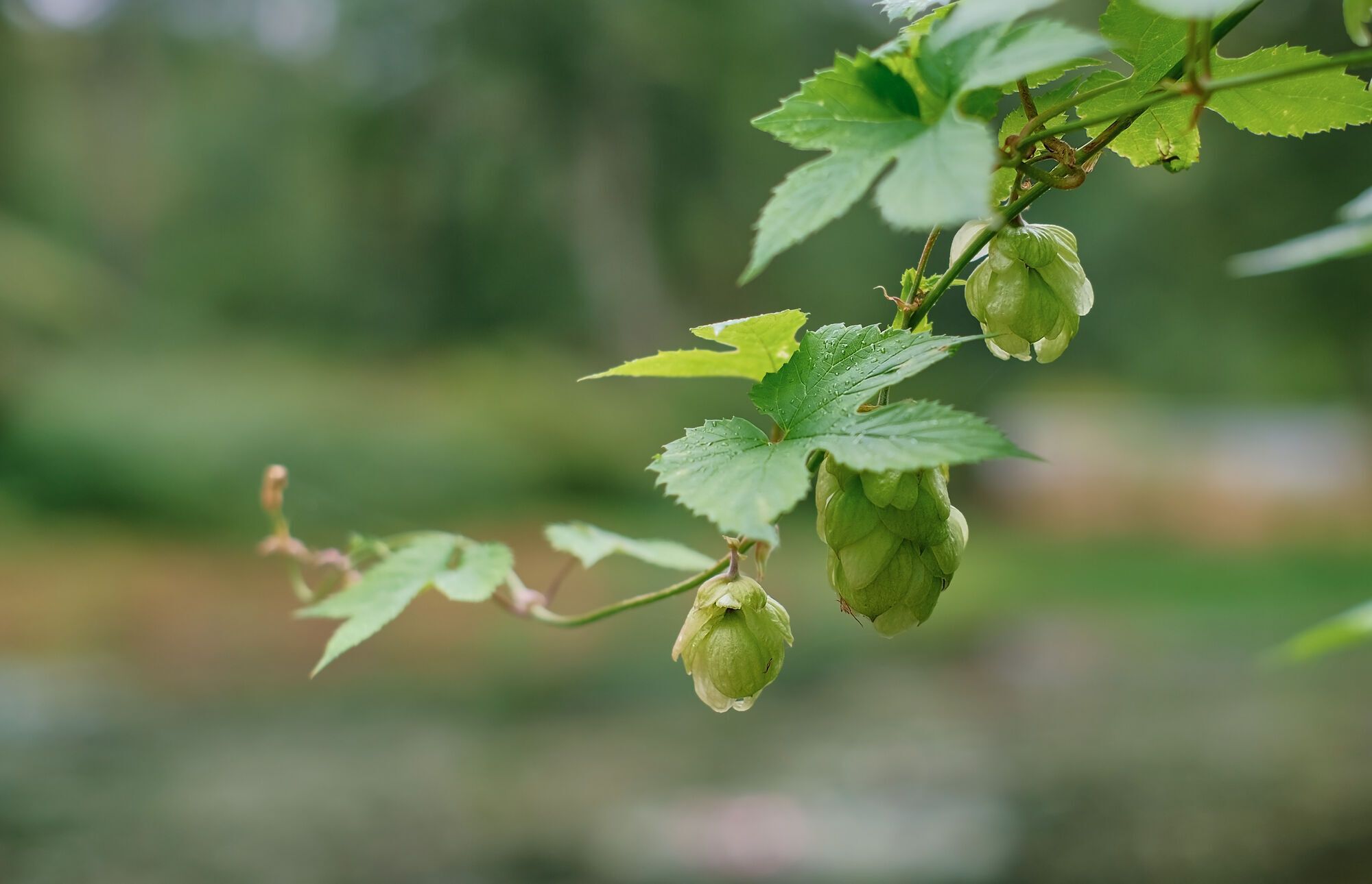 How to remove hops at a summer house: effective ways