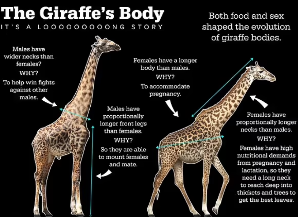 giraffe body