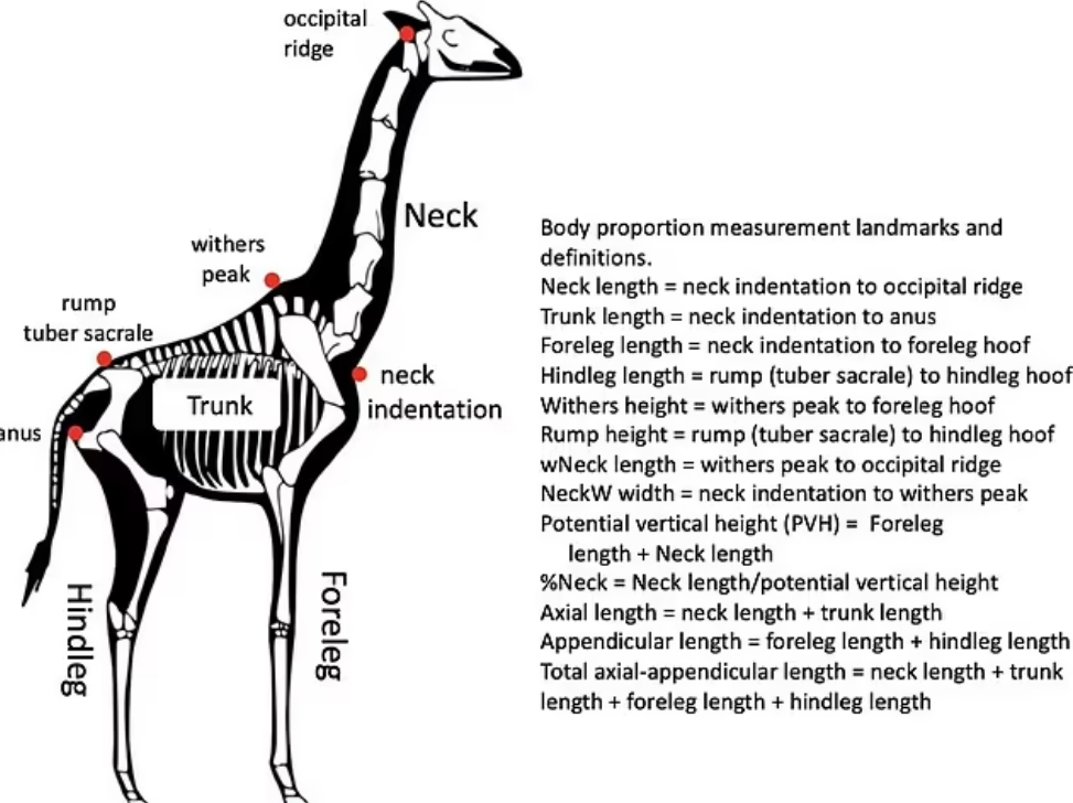 The body of a giraffe