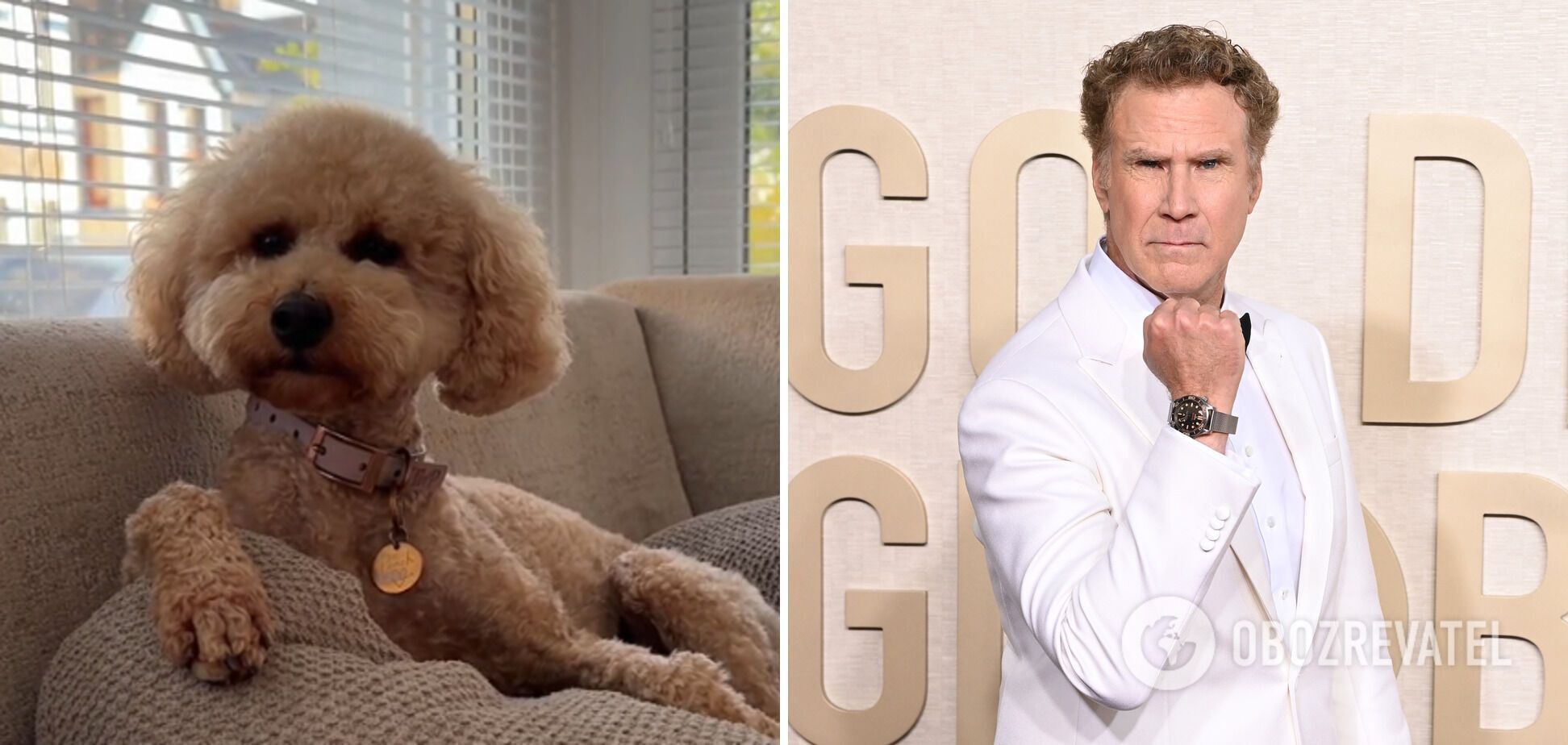 TikTok users were struck by the incredible resemblance of a dog from the United States to actor Will Ferrell. Photos and videos