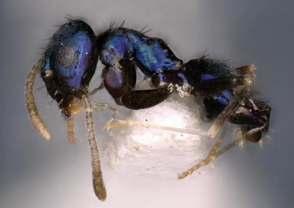 Ant Paraparatrechina neela
