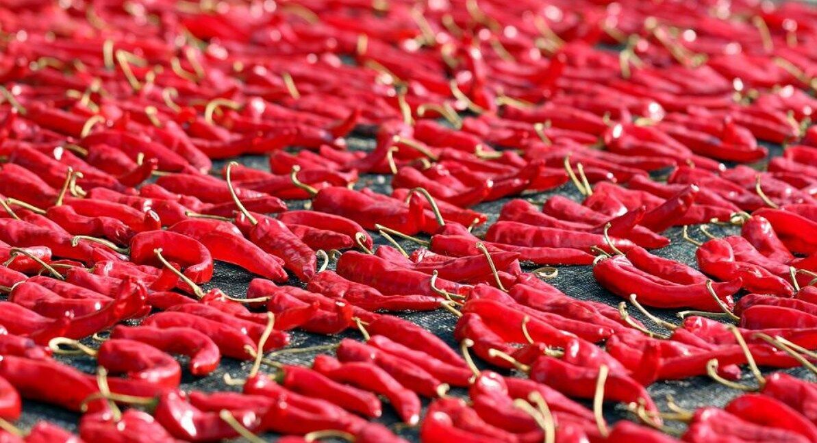 Roasted peppers appetizer
