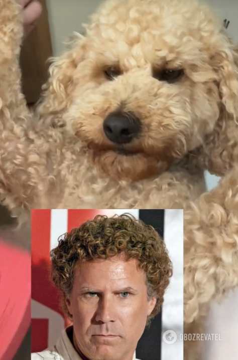 TikTok users were struck by the incredible resemblance of a dog from the United States to actor Will Ferrell. Photos and videos