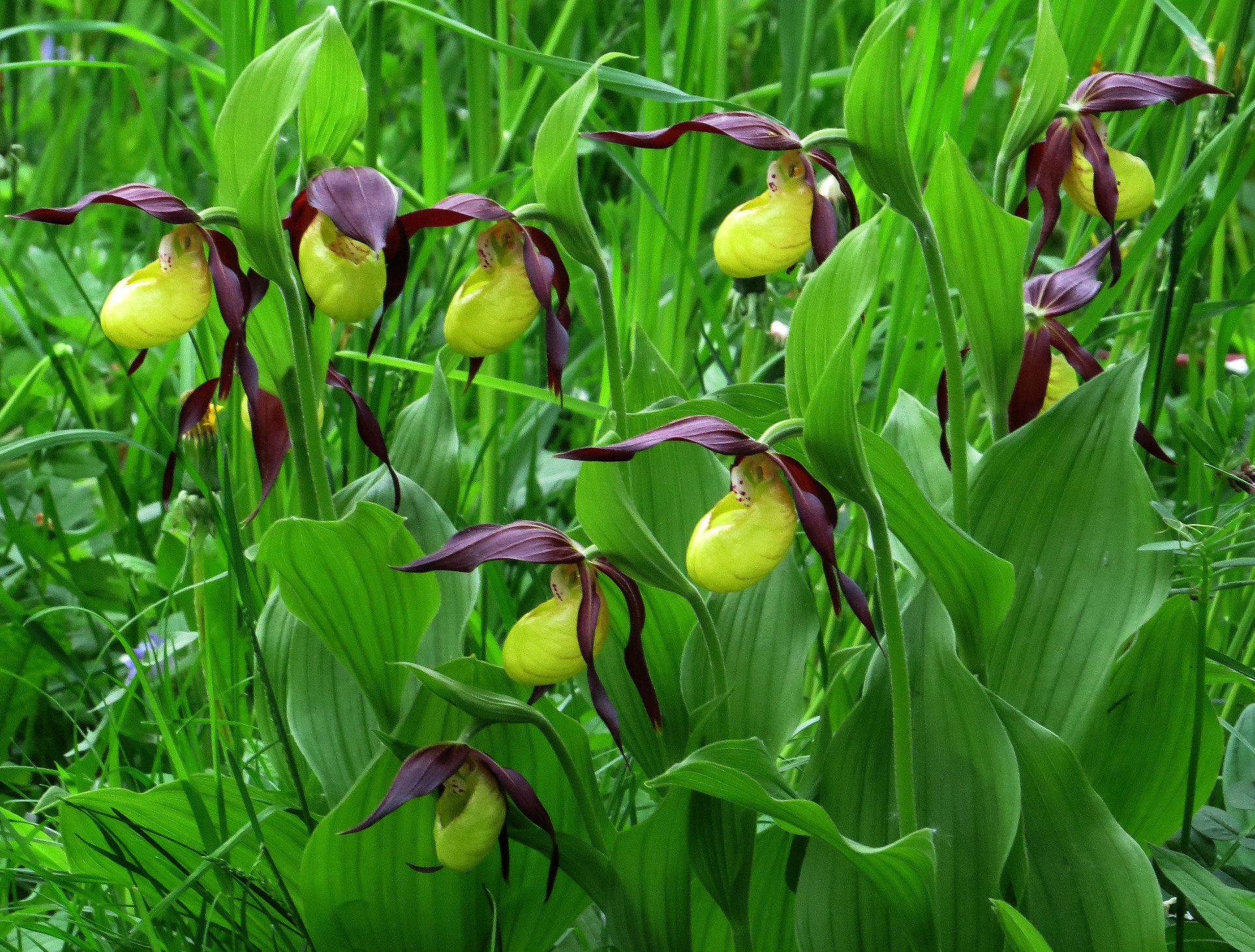 Jak wyhodować orchideę w ogrodzie: kilka gatunków można sadzić nawet na Ukrainie