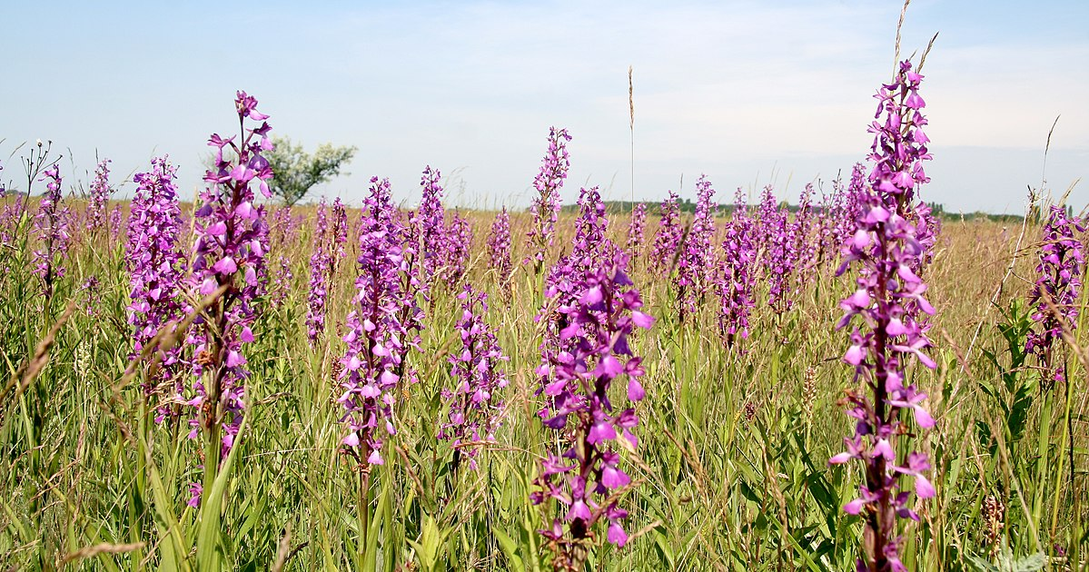 Jak wyhodować orchideę w ogrodzie: kilka gatunków można sadzić nawet na Ukrainie