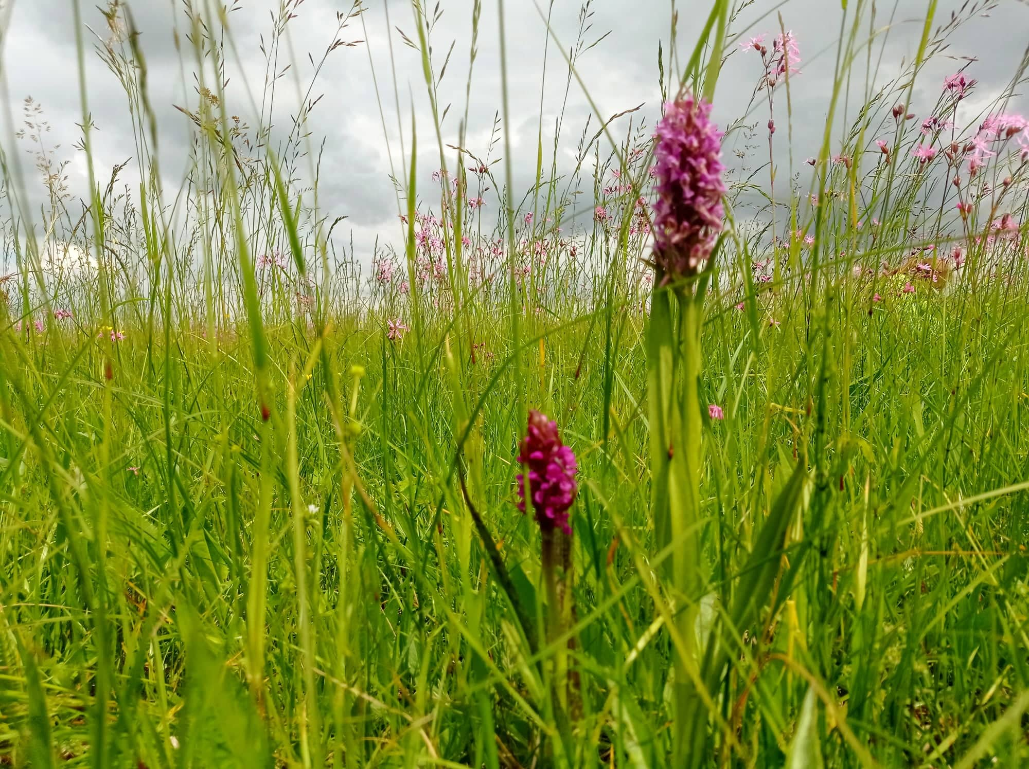 Jak wyhodować orchideę w ogrodzie: kilka gatunków można sadzić nawet na Ukrainie