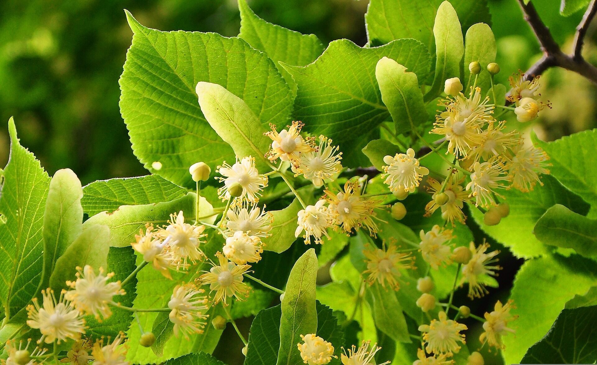 Flowers for making jam