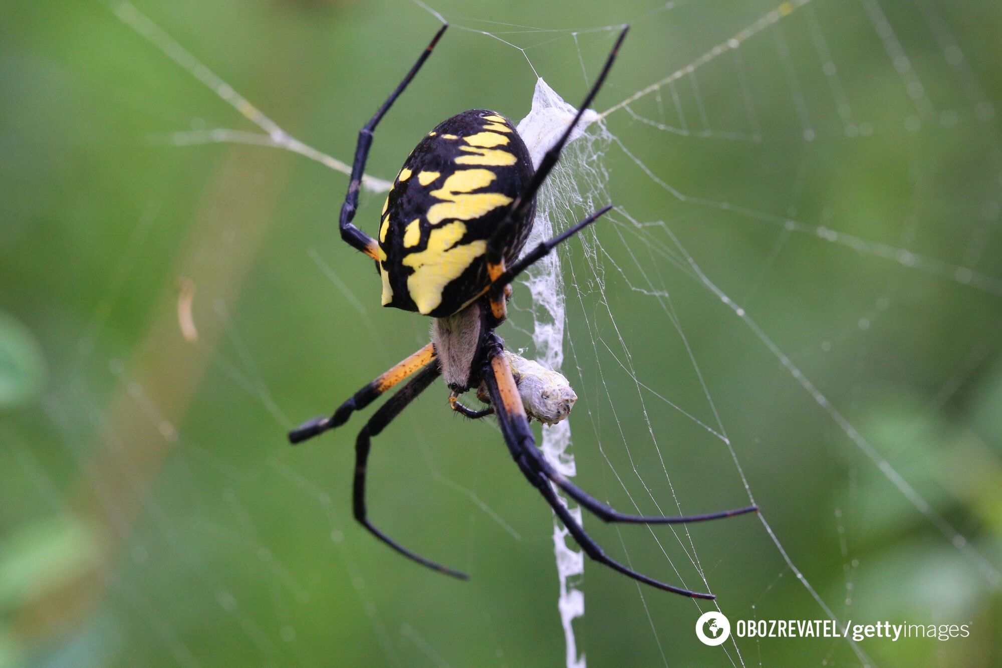 Mieszkańcy Nowego Jorku i New Jersey ostrzegają przed inwazją pająków Joro: olbrzymy skaczą ze ''spadochronem''. Zdjęcie