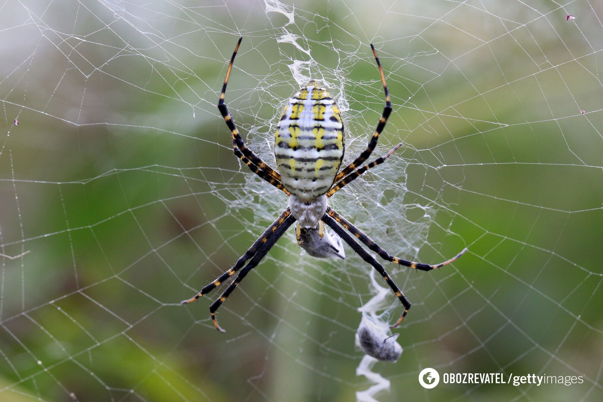 Mieszkańcy Nowego Jorku i New Jersey ostrzegają przed inwazją pająków Joro: olbrzymy skaczą ze ''spadochronem''. Zdjęcie