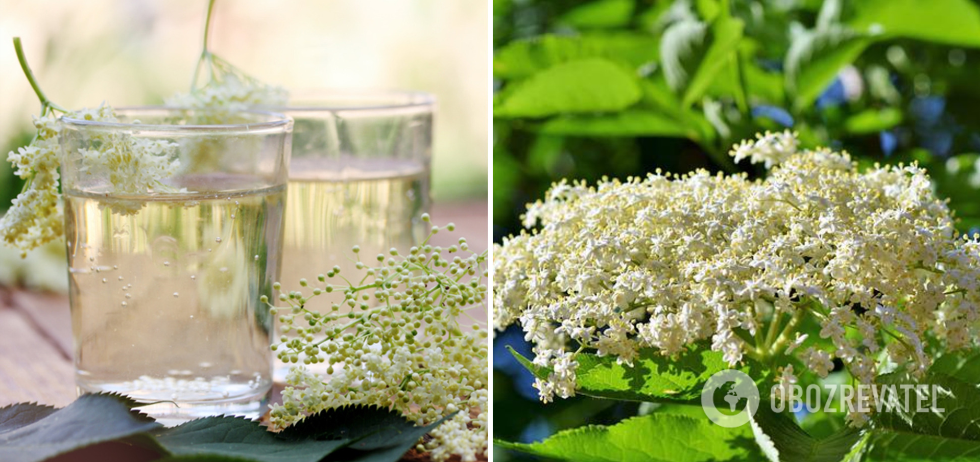 Elderberry inflorescences for the drink