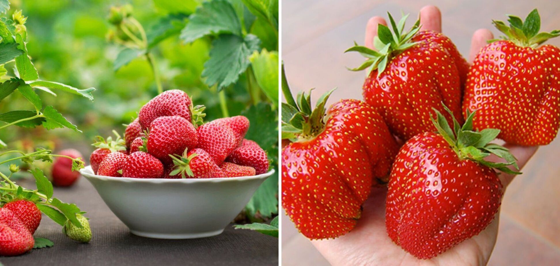 How to freeze strawberries for the winter