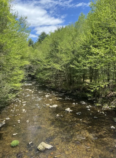 Find the eagle among the green trees: a visual puzzle for the smartest