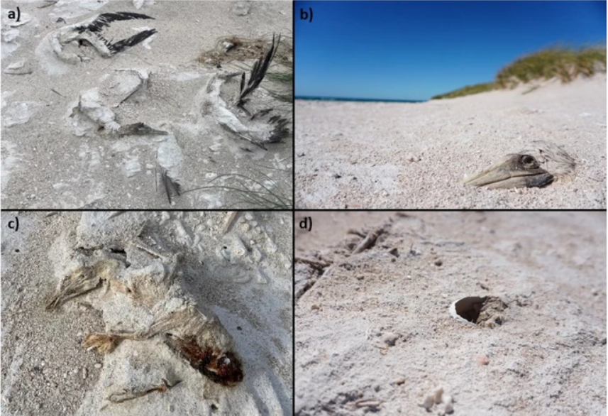 Instant annihilation: new study shows the devastating impact of tropical cyclones on seabird colonies. Photo