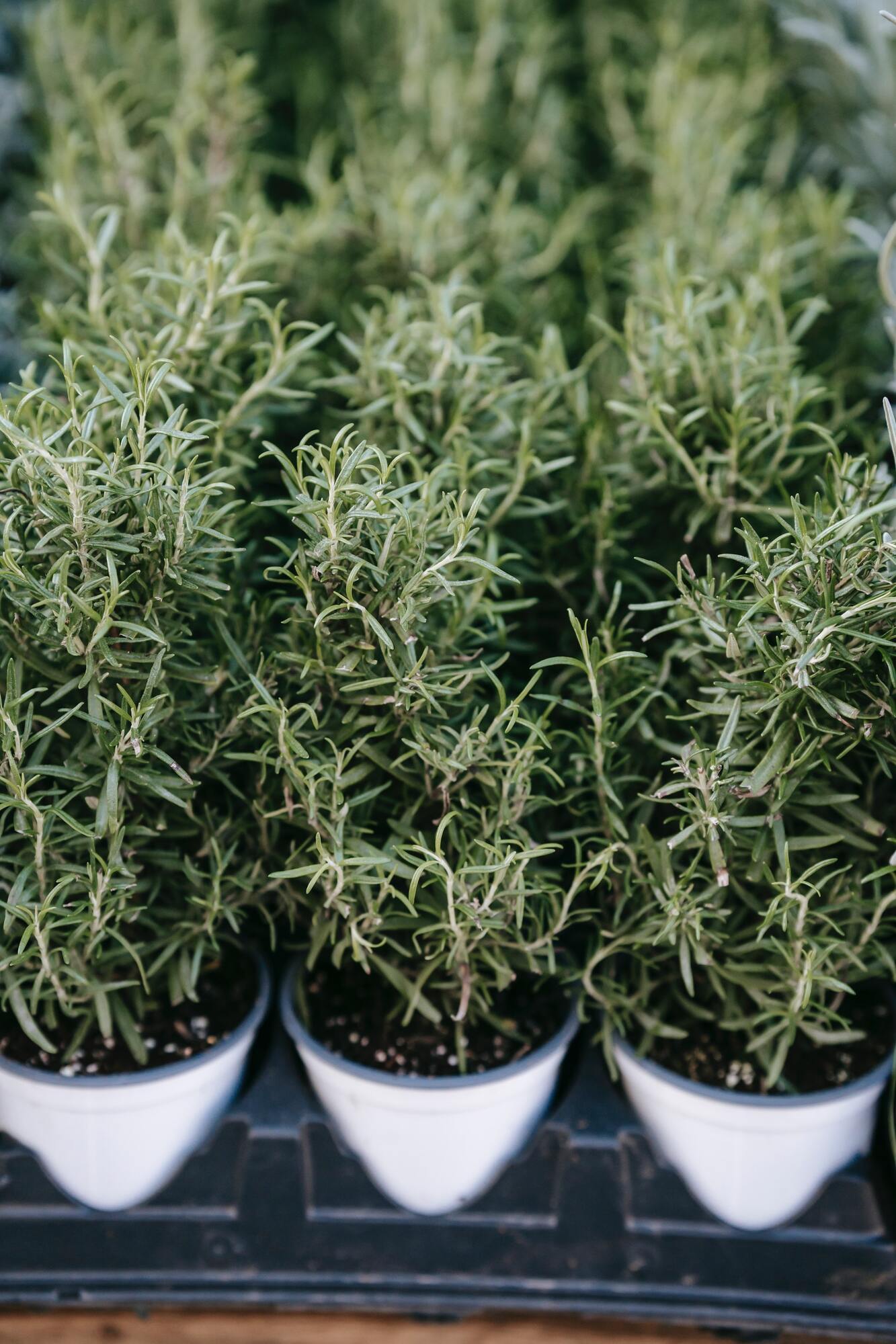 A sprig of rosemary makes a dish special