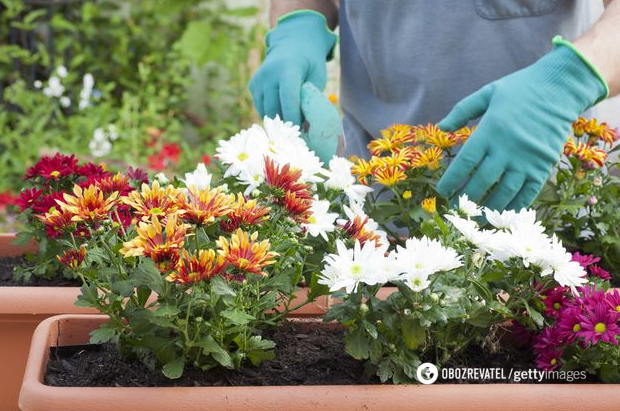 Autumn will be filled with colors: how to grow chrysanthemums and what care they need