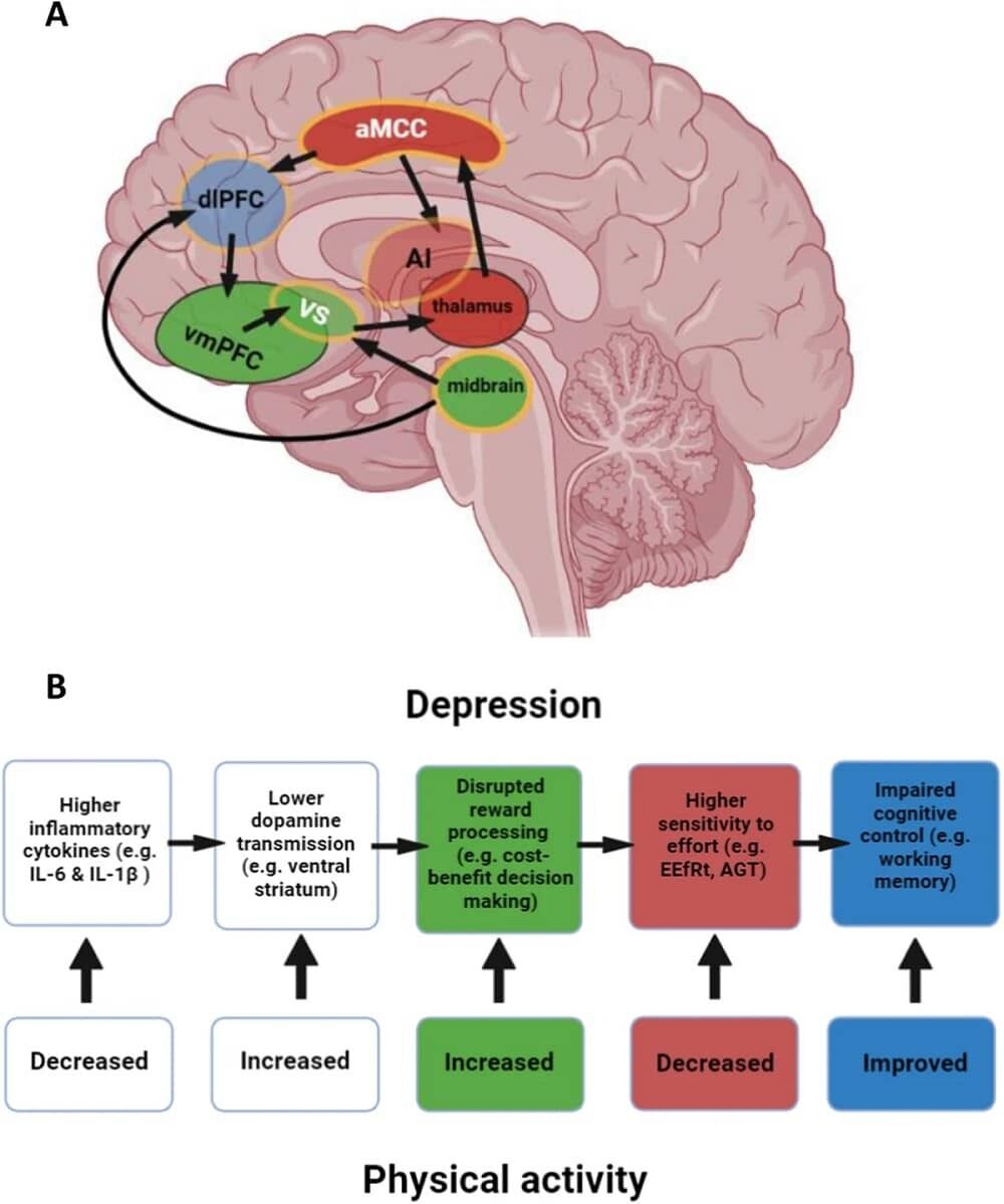 Especially effective in the evening: scientists identified the best types of exercise that help fight depression