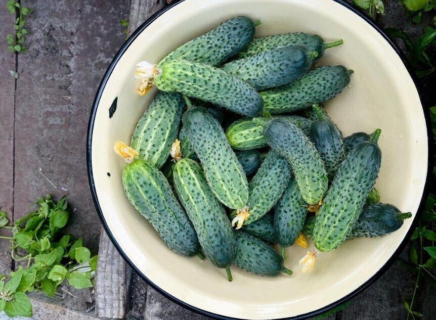 Homegrown cucumbers