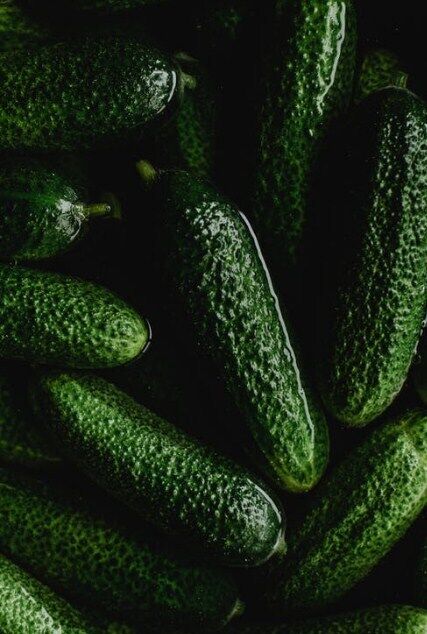 Cucumbers for pickling