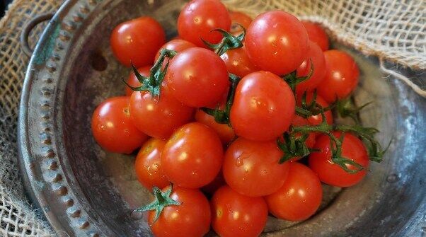 Appetizer and tomato salad