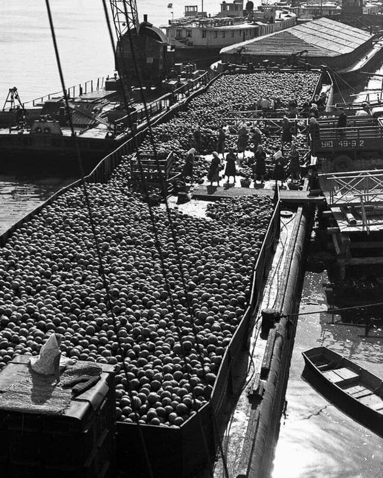 The network showed how watermelon barges were unloaded in Kyiv in 1958. Unique photos