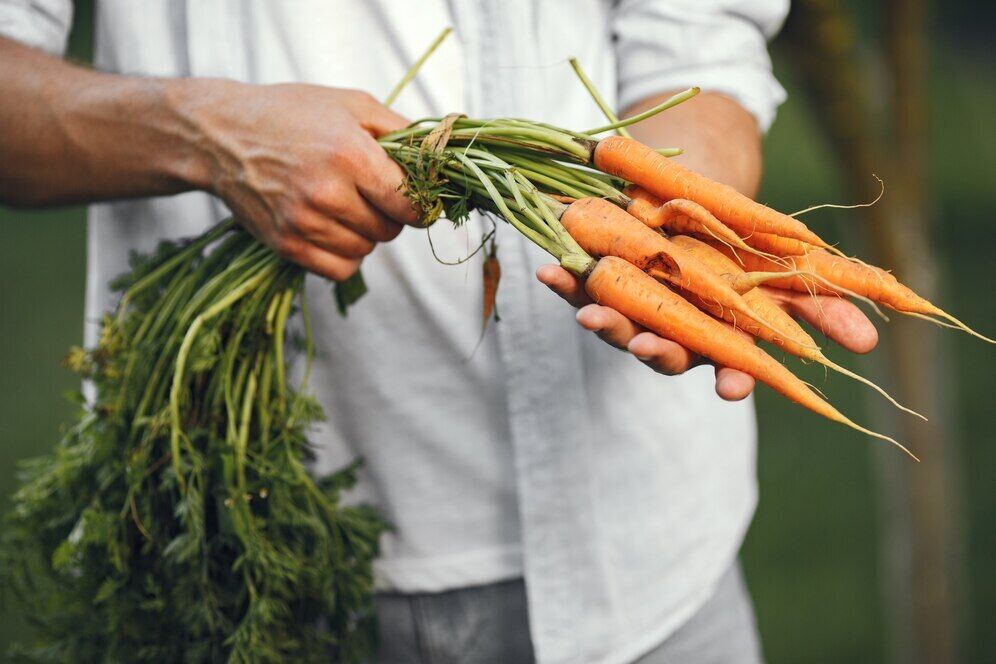 When to harvest carrots and how heat affects the timing