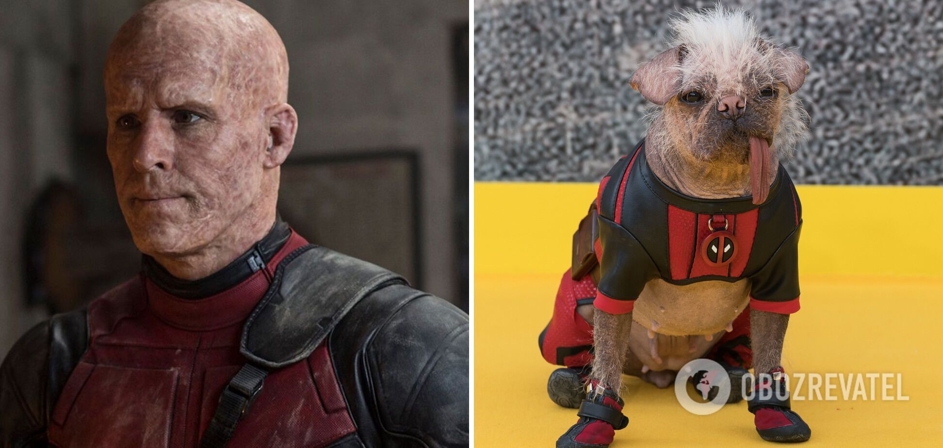 The ugliest dog in the UK came out in a costume from the movie Deadpool ...