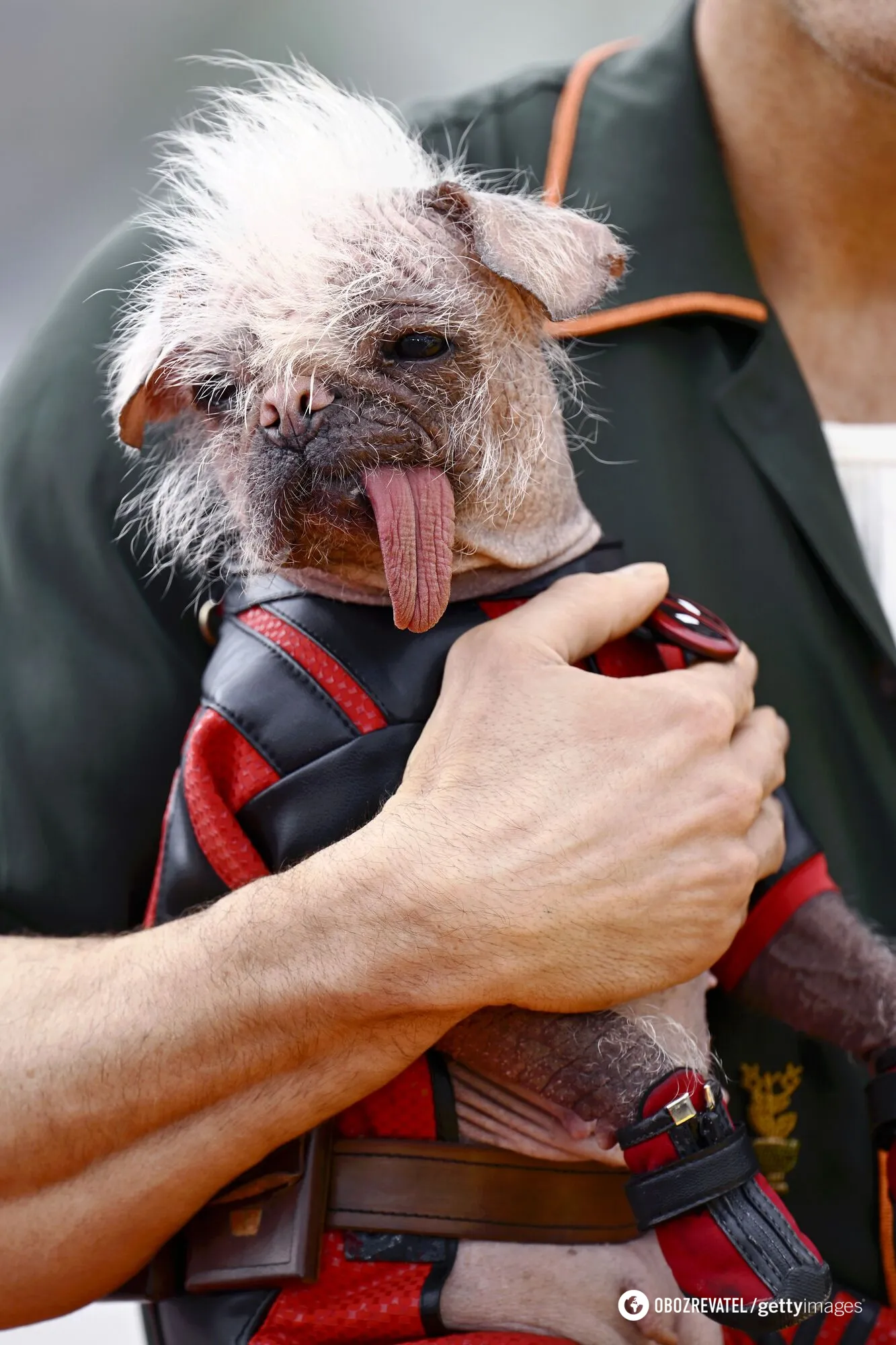 The ugliest dog in the UK hit the red carpet in a costume from the movie ''Deadpool and Wolverine.'' Photo