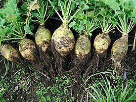 What is rutabaga and how to grow it in the garden