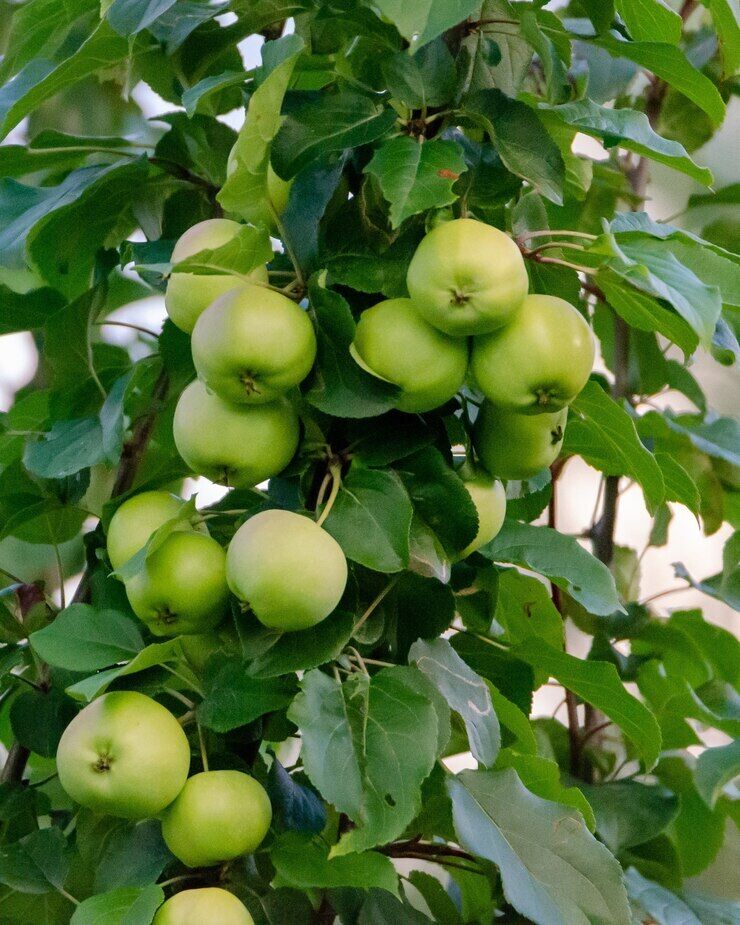 When to harvest apples: rules for different varieties