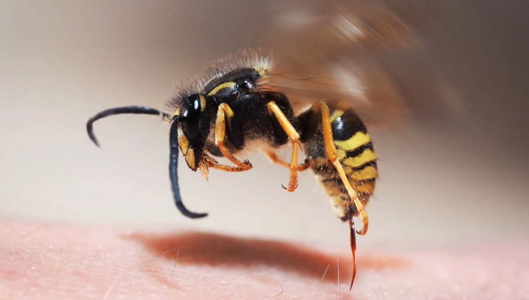 How to get rid of wasps in the cottage: effective ways